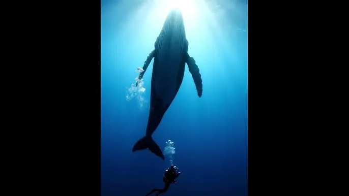 俺也去色 - 深蓝星球：探索海洋深处的未知世界